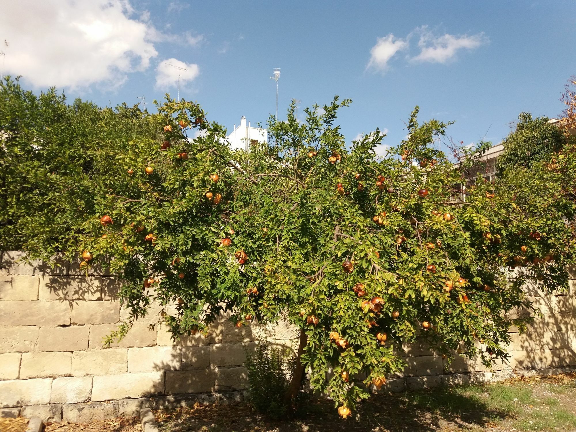 Il Giardino Delle Margherite Lecce Esterno foto